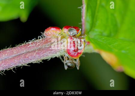 black ant, common black ant, garden ant (Lasius niger), feeding on the extraflora nectaries on a cherry leaf. Stock Photo