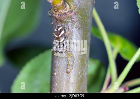 Zebra jumping spider Salticus with prey, caterpillar. Stock Photo