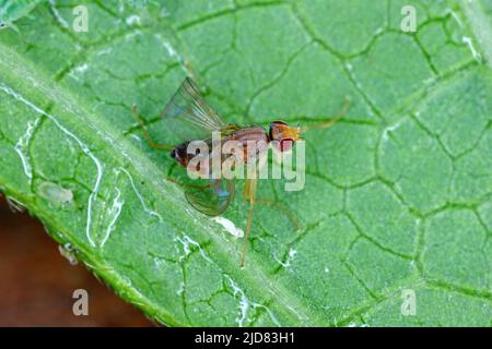 The fly is stuck on the leaf stuck to the honeydew secreted by the aphids. Stock Photo