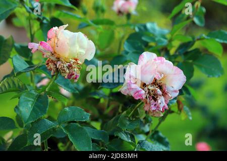 A rose flower destroyed by Garden Chafer beetles (Phyllopertha