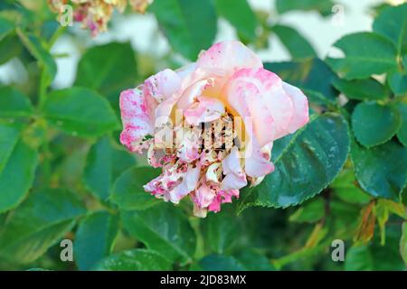 A rose flower destroyed by Garden Chafer beetles (Phyllopertha