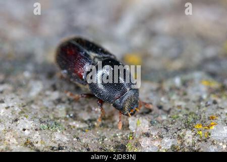 European oak bark beetle, Scolytus intricatus, extreme close-up Stock Photo