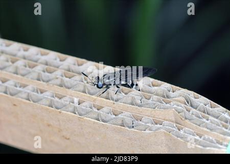 Black Soldier flie Hermetia illucens laying eggs in a carton. Stock Photo