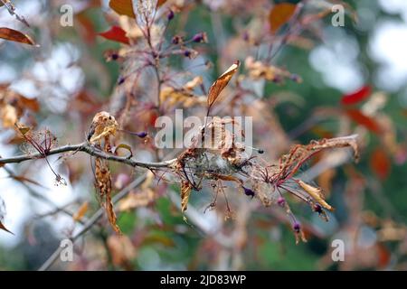 Yponomeuta malinellus or Apple ermine moth. Colony of Larvae that ate the leaves of garden tree of ornamental apple tree. Stock Photo