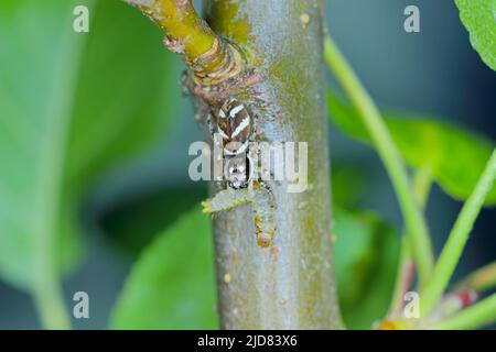 Zebra jumping spider Salticus with prey, caterpillar. Stock Photo