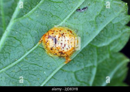 rust of gooseberry, currant and agrarian disease caused by Puccinia caricina var. pringsheimiana. Symptoms on currant leaf. Stock Photo