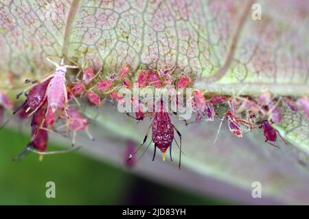 The Rose Aphid (Macrosiphum rosae). A large colony under a rose leaf in the garden. Stock Photo