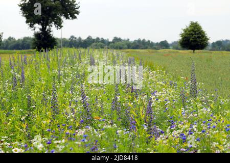 Flower meadow sown between crops in an agricultural landscape. Stock Photo