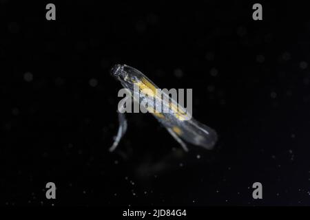 Tiny moth yellow and black on black background. Stock Photo