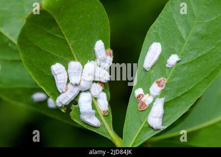 White Wax Scale