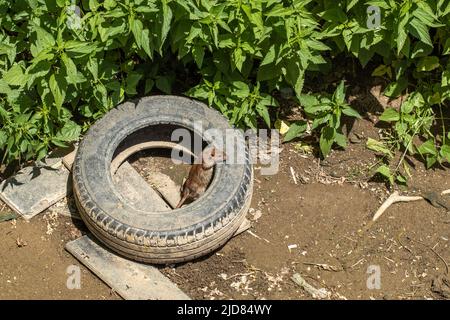 A brown rat, Rattus norvegicus, on an old tire. Stock Photo