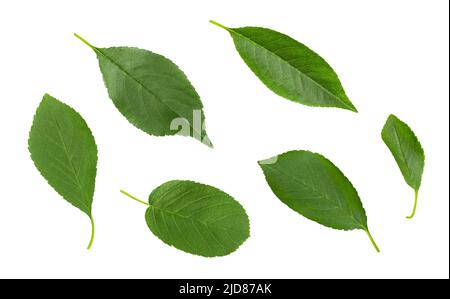 Cherry leaves set isolated on a white background. Green leaf. Top view, flat lay. Stock Photo