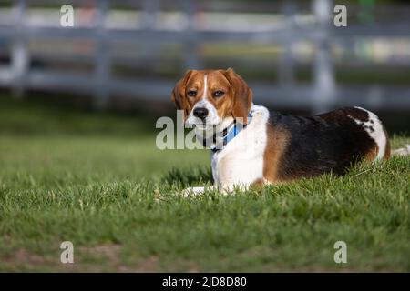 A beagle/mix dog laying in the sun. Stock Photo