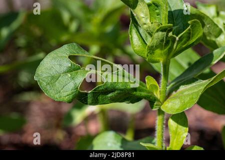 Young Zinnia plant foliage damaged by snails. Slug damage to flower leaves. Garden pest background. Stock Photo