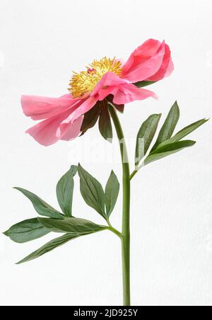 Single red Peony on white textured background Stock Photo