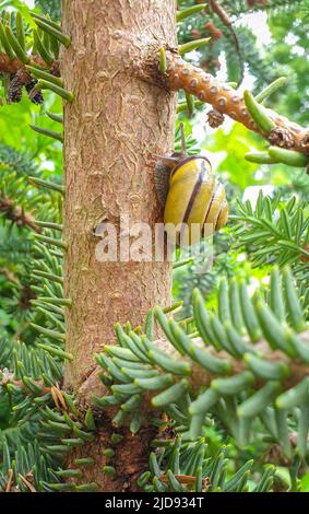 Snail climbing on the trunk of a tree Stock Photo