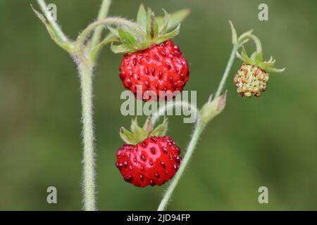 Wild Strawberry Fragaria vesca Stock Photo