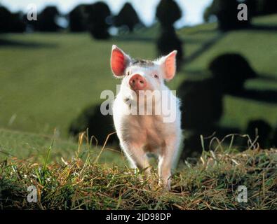 BABE, BABE, 1995, Stock Photo