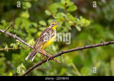 A yellow-throated longclaw, macronyx croceus, perched on a tree in Queen Elizabeth National Park, Uganda. Soft foliage background. Stock Photo