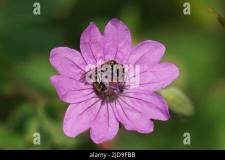 Closeup on a green metallic green sweat bee, Lasioglossum nitidulum in a purple hedgerow cranesbill Geranium pyrenaicum flower Stock Photo