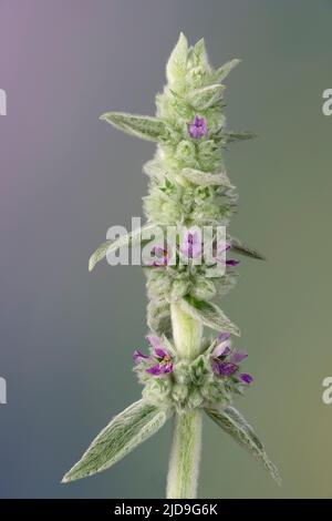 Flower stalk of lamb's ears plant (Stachys byzantina) in garden in early summer. Stock Photo