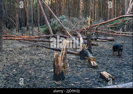 Broken trees in forest after bombing or shelling. Traces of shrapnel on trunks of burnt pines. Female Rottweiler walking on burnt pine needles. Walk w Stock Photo