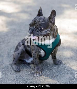 9-Month-Old Brindle Merle French Bulldog Male. Off-leash dog park in Northern California. Stock Photo