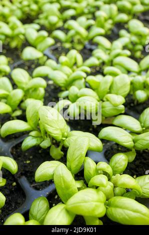 close up of small green seedlings growing from black soil inside of a ...