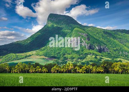 Lion mountain with green sugar cane field foreground on the beautiful tropical paradise island, Mauritius Stock Photo