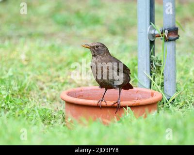 Berlin, Germany. 10th May, 2021. 10.05.2022, Berlin. A blackbird (Turdus merula) is standing on the edge of a bird bath. Credit: Wolfram Steinberg/dpa Credit: Wolfram Steinberg/dpa/Alamy Live News Stock Photo