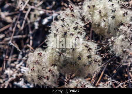Wild clematis vitalba (traveller's joy) dry silky fluffy seed heads close up. Stock Photo