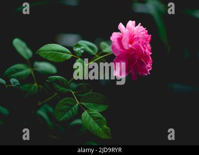 Beautiful roses shimmering in the morning sun Stock Photo