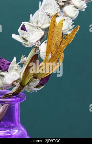 dried flowers on blue background Stock Photo