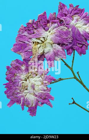 dried flowers on blue background Stock Photo
