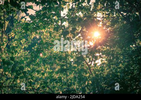 The rays of the sun break through the birch foliage, evening summer natural background. Stock Photo