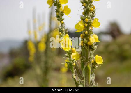 Verbascum thapsus or common mullein yellow flowers and buds. Herbal medicine plant. Stock Photo