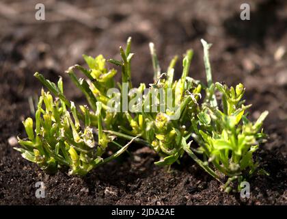 slug or snal damage to the garden dahlias,  plant has been eating buy garden pest dark backround for copy space Stock Photo