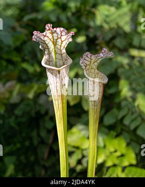 White Topped Pitcher Plant. Detail of a White Topped Pitcher Plant (Sarracenia leucophylla), a carnivorous plant from the Southeastern United States. Stock Photo