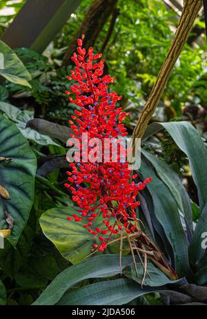 Flower of Aechmea miniata, different coloured lance rosette, bromeliad, occurrence South America. This species is native to the state of Bahia in east Stock Photo