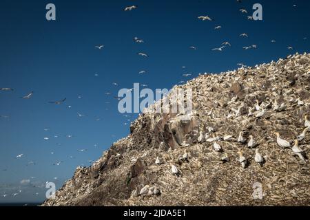 Northern gannets gather to breed in a large colony on Bass Rock Stock Photo