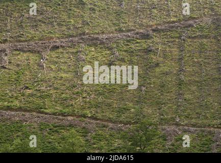 Trees felled due to infection with Larch disease in the Ystwyth valley, near Devil's Bridge in Ceredigion, Wales, UK Stock Photo