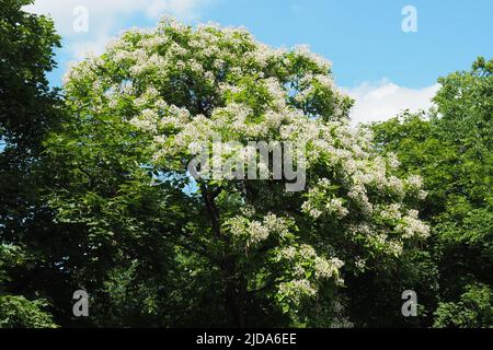 southern catalpa, cigartree, and Indian-bean-tree, Gewöhnlicher Trompetenbaum, Catalpa bignonioides, szívlevelű szivarfa, Budapest, Hungary, Europe