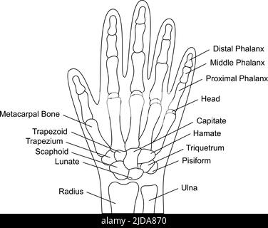 Human hand bones anatomy with descriptions. Hand parts structure. Human internal organ illustration. Stock Vector