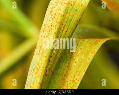 Pustules and orange spores of allium rust, Puccinia porri (P. allii) on the leaves of garlic 'Edenrose' Stock Photo