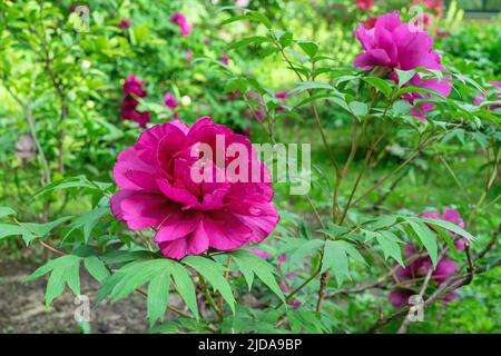 Purple Japanese peony blooms in the summer garden. Fragrant red peony. Stock Photo