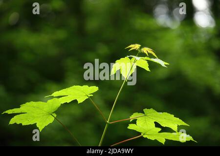 close up of maples leaves Stock Photo