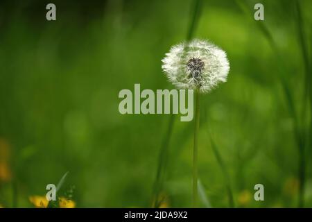 close up of a blowball Stock Photo