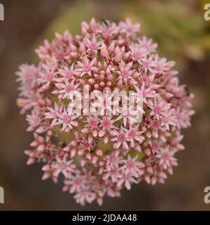 Flora of Lanzarote -  Aeonium lancerottense, succulent plant endemic to the island, natural macro floral background Stock Photo