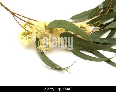 Flora of Gran Canaria -  Eucalyptus camaldulensis, introduced species, isolated on white background Stock Photo
