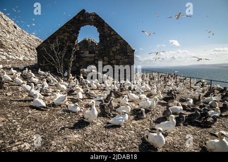 Northern gannets gather to breed in a large colony in front of an old building on Bass Rock Stock Photo